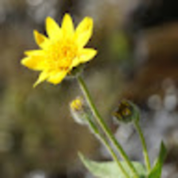 Meet your Posher, Y - Picture 1 of 1